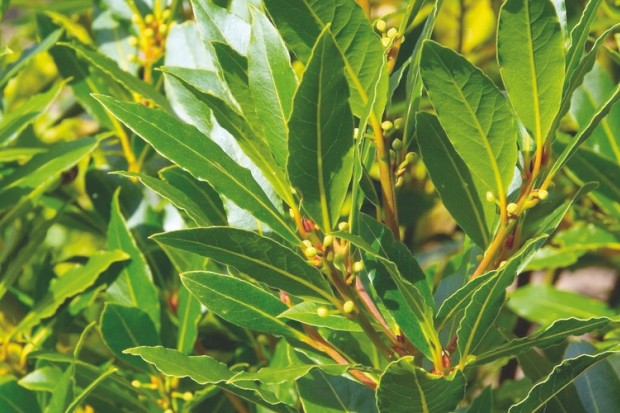 Oued Dris (Khiri Oued Adjoul/Jijel) - Les gardes forestiers mettent un terme au pillage du laurier