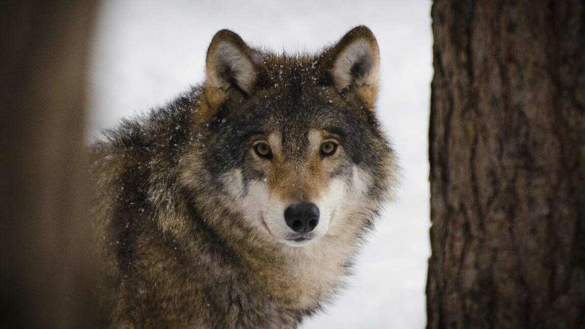 Planète (Amérique du Nord) - Etats-Unis: des chasseurs abattent 20 loups qui s'étaient aventurés hors du parc de Yellowstone