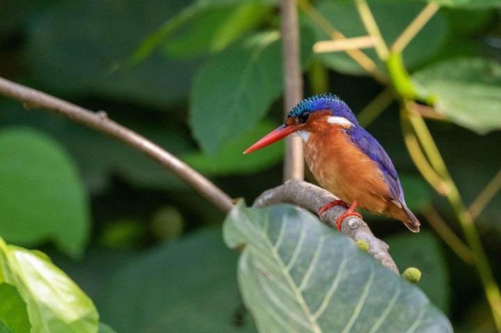 Planète (Afrique) - Entretien — Forêts: La forêt marécageuse de Hlanzoun, au Bénin, un joyau en danger