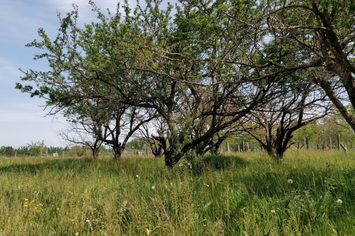 Planète (France/Europe) - Tribune — Nature: Quitter la ville pour retrouver l’herbe verte et le chant des guêpiers