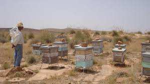 Algérie (Saïda) - La production du miel en baisse
