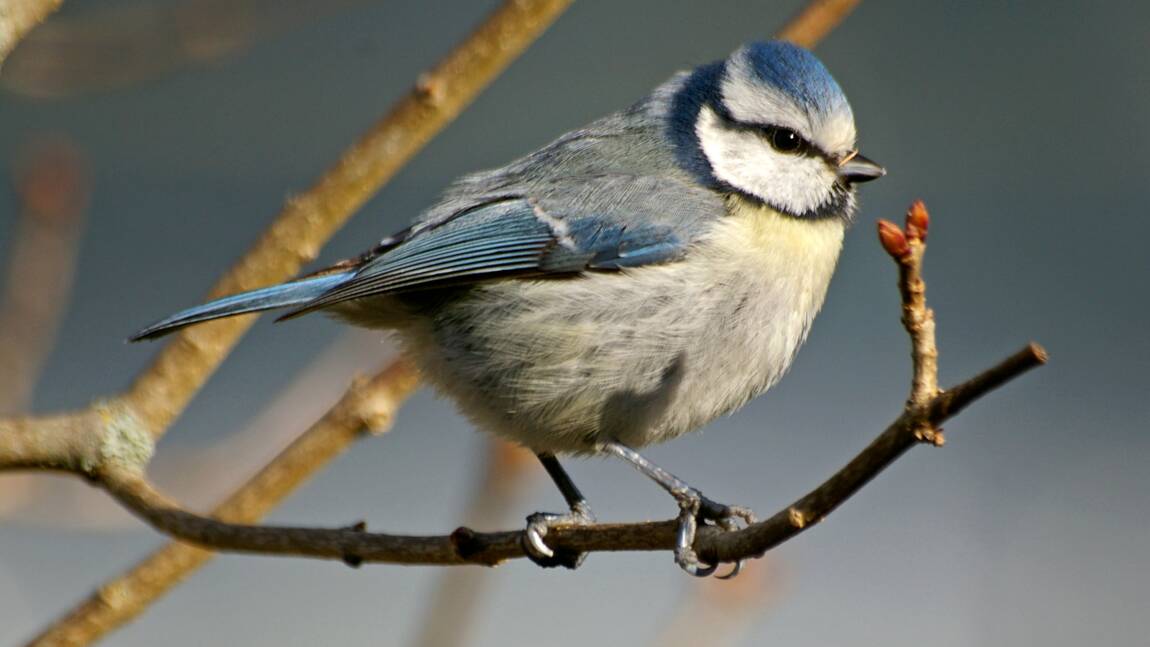 Planète - L'extinction d'animaux a aussi un impact sur l'évolution des plantes