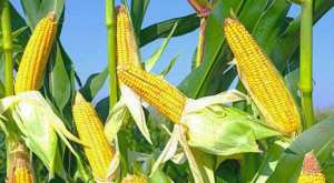 Algérie (El Oued) - INTRODUIT À TITRE EXPÉRIMENTAL: Lancement de la campagne de récolte de maïs jaune