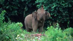 Planète (Asie) - Deux éléphants retrouvés morts le ventre rempli de plastique dans une décharge du Sri Lanka