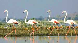 Algérie (Jijel) - DÉNOMBREMENT INTERNATIONAL DES OISEAUX MIGRATEURS: L’opération lancée dans 20 sites