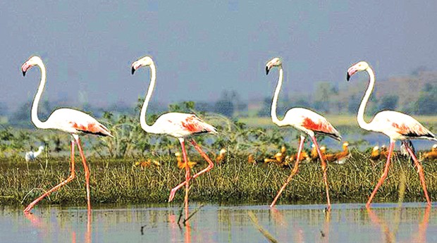 Algérie (Jijel) - DÉNOMBREMENT INTERNATIONAL DES OISEAUX MIGRATEURS: L’opération lancée dans 20 sites
