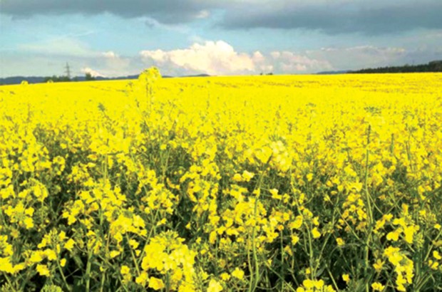 Algérie (Tissemsilt) - Une première expérience de la culture du colza