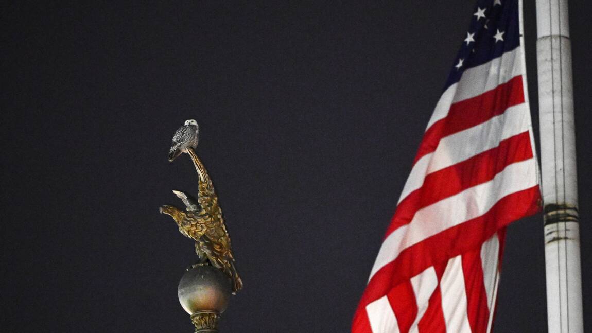 Planète (Etats-Unis/Amérique du Nord) - A Washington, les Américains se passionnent pour un hibou venu de l'Arctique