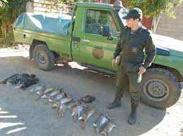 Algérie (Médéa) - ALORS QUE LA SAISON DE LA CHASSE EST CLÔTURÉE: Le braconnage menace la faune