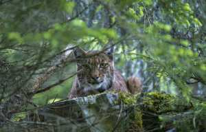 Planète (France/Europe) - Cinema: «Le lynx est un fantôme des bois, ce qui rend sa rencontre si fascinante»