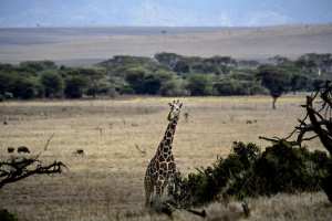 Planète (Afrique) - Au Kenya, la conservation de la faune au défi de la sécheresse