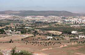 Algérie (Tlemcen) - L'oranger et l'olivier font recette