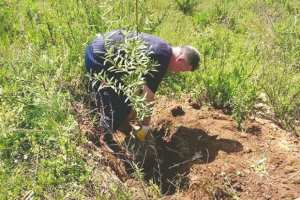 Planète (France/Europe) - ASSOCIATION SOLIDARITÉ PAYSANNE KABYLIE-BRETAGNE: Replantation de 2.500 oliviers en Algérie