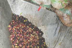 Algérie (Béjaïa) - FAIBLE RENDEMENT OLÉICOLE: Les explications des professionnels