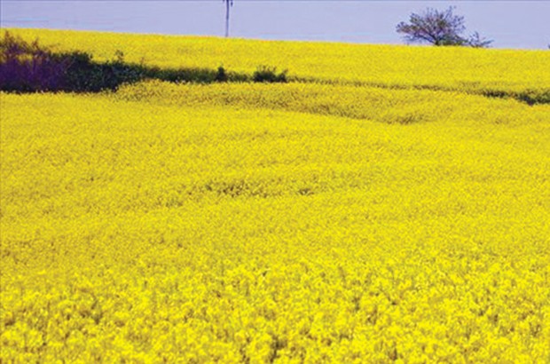 Algérie (Constantine) - Plus de 1.100 ha consacrés à la culture du colza