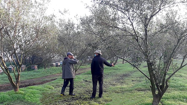 Algérie - LE COLLECTIF TORBA AU CHEVET DES ZONES SINISTRÉES: Transplantation de 300 oliviers de 10 ans d’âge
