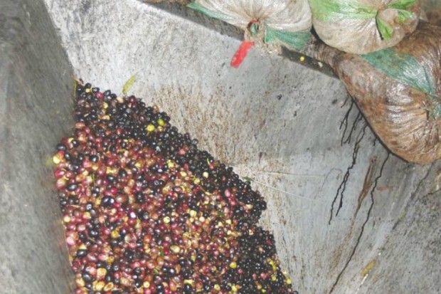 Algérie (Béjaïa) - FAIBLE RENDEMENT OLÉICOLE: Les explications des professionnels