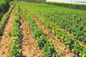 Algérie (Tissemsilt) - Plus de 2.300 ha pour la culture des légumes secs