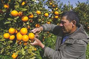 Algérie - DÉVELOPPEMENT DE L'AGRUMICULTURE: Blida s’apprête à accueillir les assises nationales