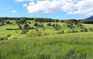 Planète (France/Europe) - Agriculture: Pourquoi il est urgent de replanter des arbres champêtres