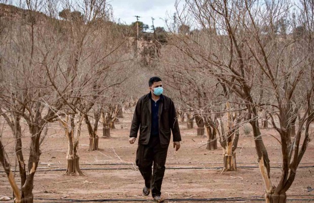 Algérie (Sidi-Bel-Abbès) - Les agriculteurs face à une sécheresse persistante
