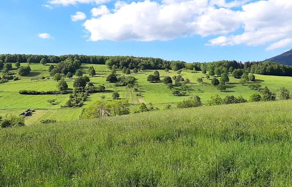 Planète (France/Europe) - Agriculture: Pourquoi il est urgent de replanter des arbres champêtres