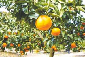 Algérie (Mostaganem) - FILIÈRE DES AGRUMES: Une production prévisionnelle d’un million de quintaux