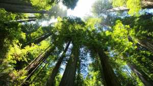 Planète (Etats-Unis/Amérique du Nord) - Californie: des descendants d'Autochtones récupèrent plus de 200 hectares de forêt de séquoias