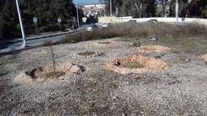 Constantine – Reboisement citoyen: Extension de Djenane Dardar Qacentina