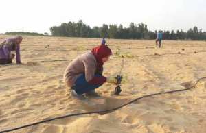 Algérie (Adrar) - Réalisation d’une école nationale supérieure d’agronomie saharienne