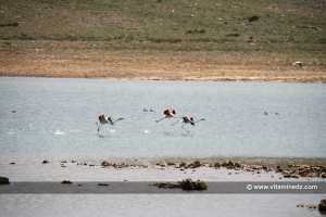 Tlemcen: baisse du nombre d’oiseaux dans les plans d’eau