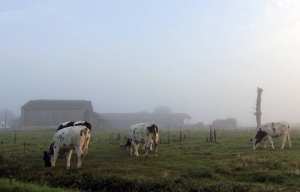 Planète (France/Europe) - Bretagne: «Le système va droit dans le mur»… Une coordination pour une autre agriculture voit le jour