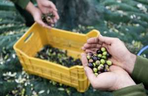 Algérie (Mostaganem) - Une nette augmentation de la production d’olives