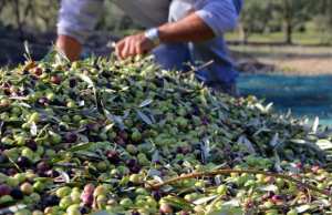 Algérie (El-Bayadh) - Récolte de plus de 24.000 quintaux d’olives