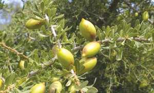 Algérie (Tindouf) - Projet de plantation annuelle de 500 arganiers