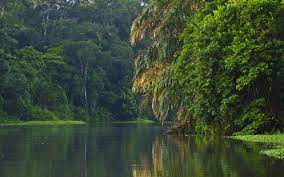 PLANÈTE - 9.000 espèces d'arbres encore à découvrir sur Terre