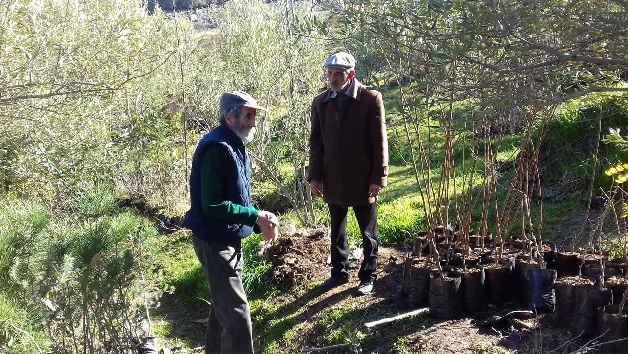 Constantine – Le chêne vert à Djenane Dardar et son extension
