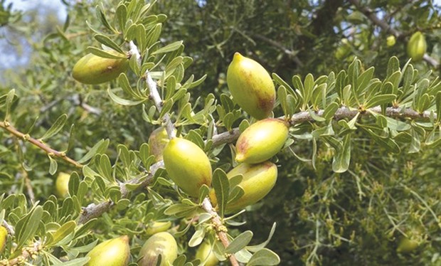 Algérie (Tindouf) - Projet de plantation annuelle de 500 arganiers