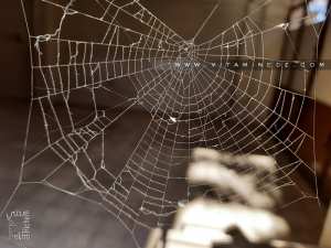 Le secret des toiles d’araignées se dévoile