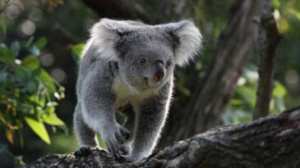 Planète (Océanie) - Les koalas sont officiellement considérés  en danger  par l'Australie