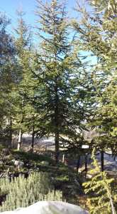 Djimla (Jijel) – Notre artisan pépiniériste Soukkou Salah