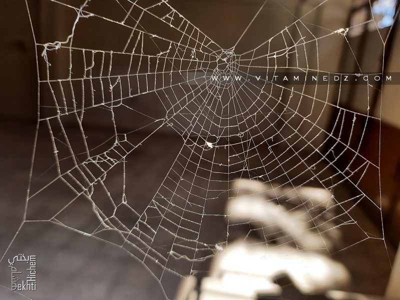 Le secret des toiles d’araignées se dévoile