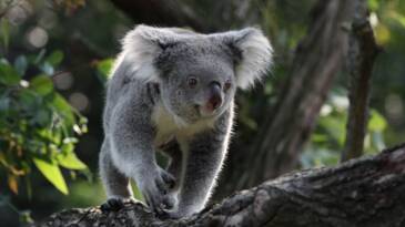 Planète (Océanie) - Les koalas sont officiellement considérés 