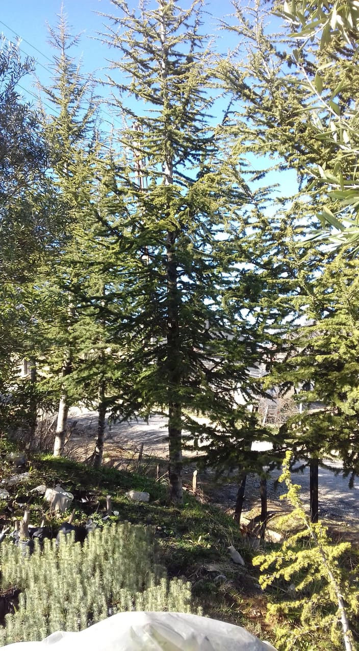 Djimla (Jijel) – Notre artisan pépiniériste Soukkou Salah