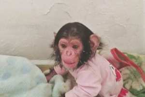 Deux petits chimpanzés de la famille Pan troglodytes ont été découverts à El-Bouihi (Tlemcen)