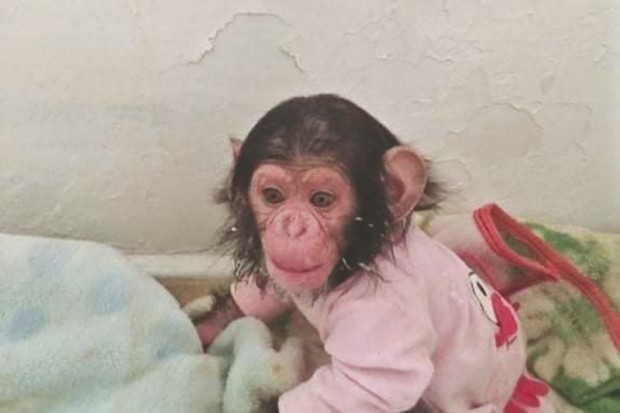 Deux petits chimpanzés de la famille Pan troglodytes ont été découverts à El-Bouihi (Tlemcen)