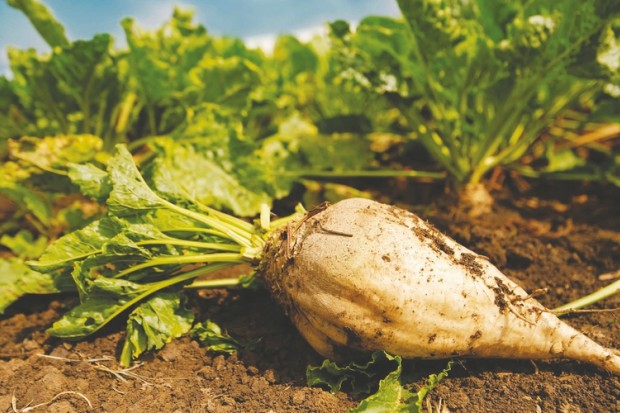 Algérie (El-Oued) - Plantation de 5.000 ha de betterave sucrière