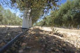 Algérie (El-Bayadh) - L'oléiculture fait recette 