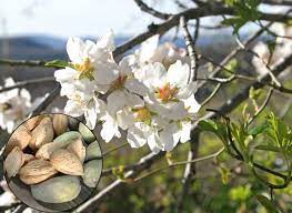 Algérie (El-Bayadh) - 80.000 plants d’arbres résistant à la sécheresse à planter