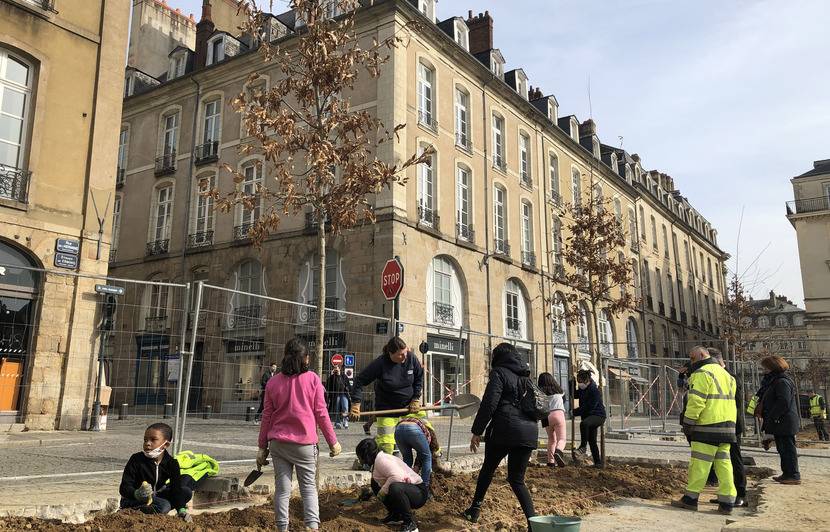 Planète (France/Europe) - Rennes: Le centre-ville reverdit avec 18 arbres plantés place de la Mairie